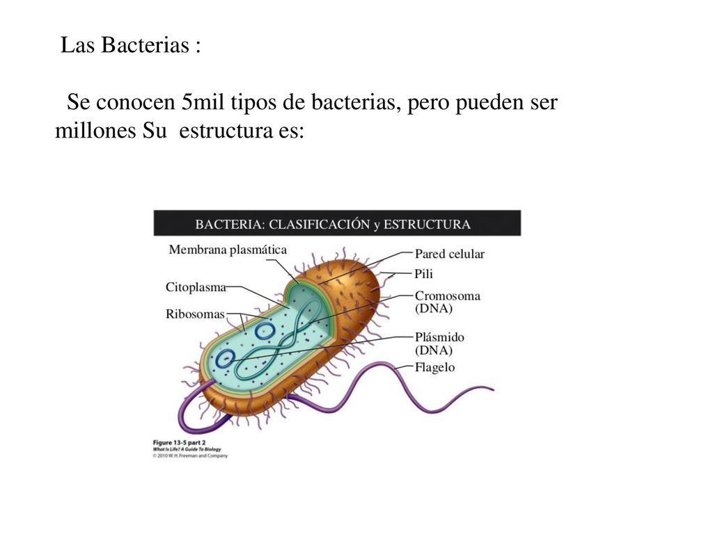 Las Bacterias : Se conocen 5mil tipos de bacterias, pero pueden ser millones Su estructura es: