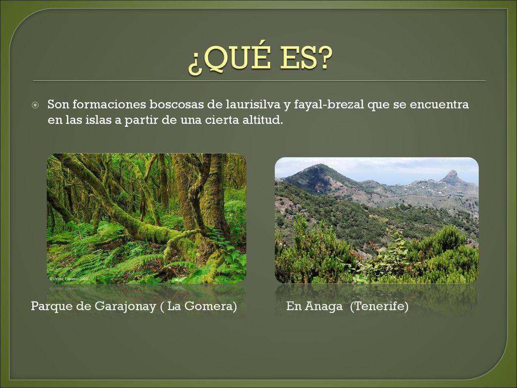 ¿QUÉ ES Son formaciones boscosas de laurisilva y fayal-brezal que se encuentra en las islas a partir de una cierta altitud.