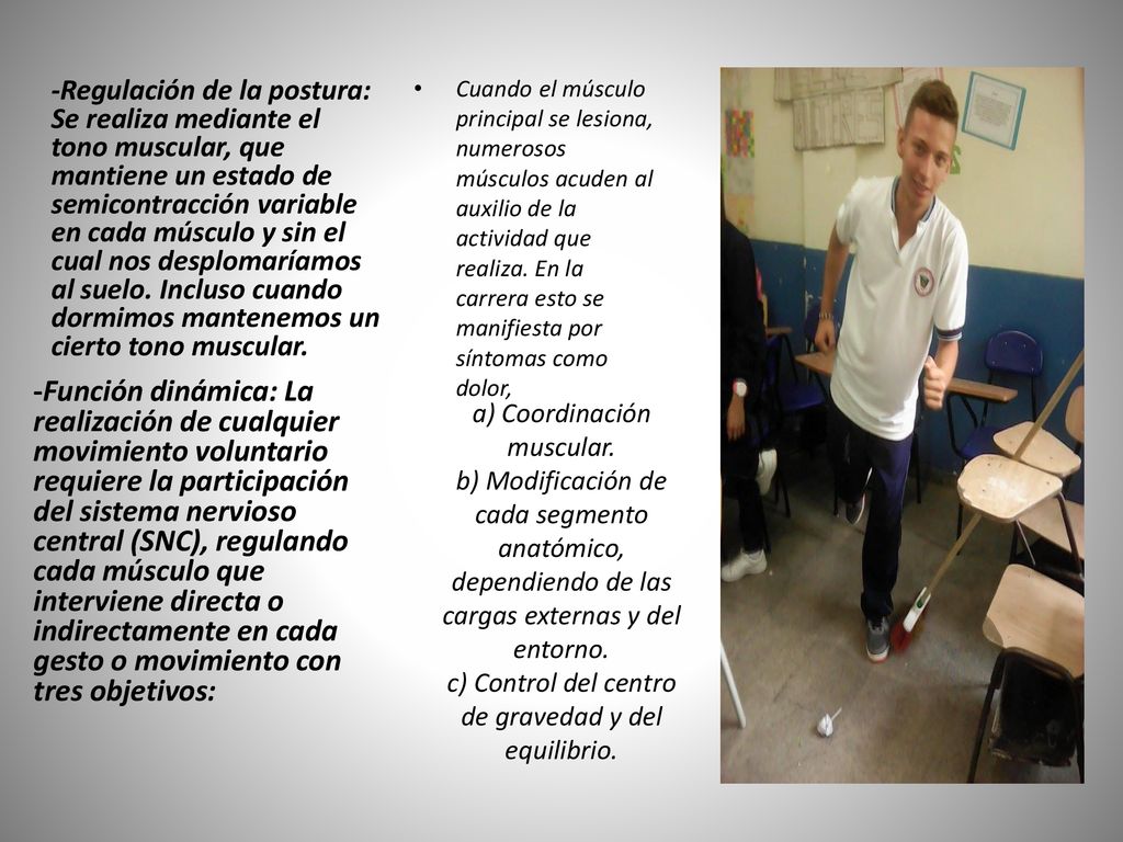 -Regulación de la postura: Se realiza mediante el tono muscular, que mantiene un estado de semicontracción variable en cada músculo y sin el cual nos desplomaríamos al suelo. Incluso cuando dormimos mantenemos un cierto tono muscular.