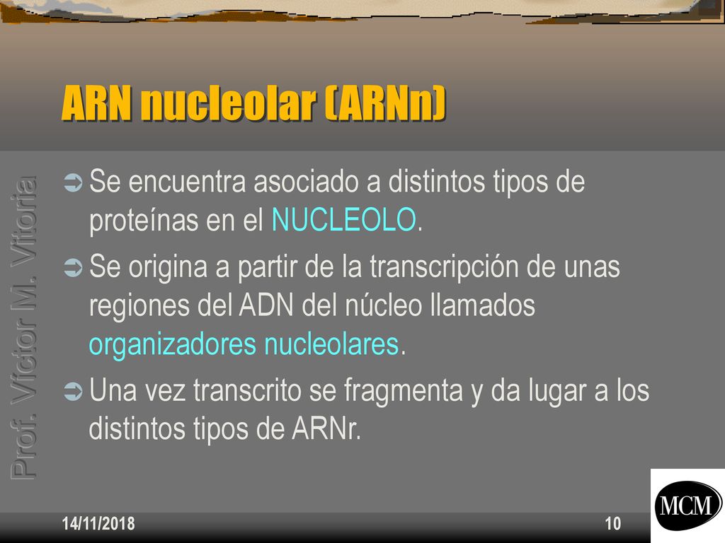 ARN nucleolar (ARNn) Se encuentra asociado a distintos tipos de proteínas en el NUCLEOLO.