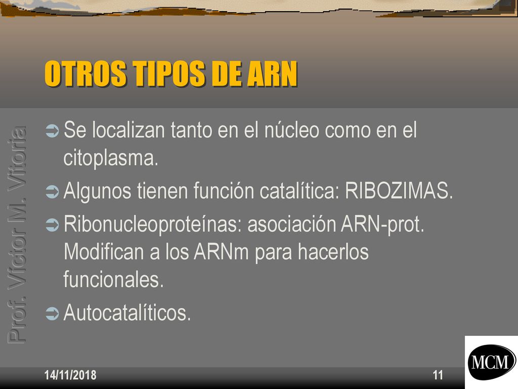 OTROS TIPOS DE ARN Se localizan tanto en el núcleo como en el citoplasma. Algunos tienen función catalítica: RIBOZIMAS.