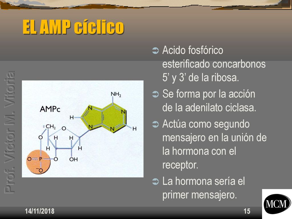 EL AMP cíclico Acido fosfórico esterificado concarbonos 5’ y 3’ de la ribosa. Se forma por la acción de la adenilato ciclasa.
