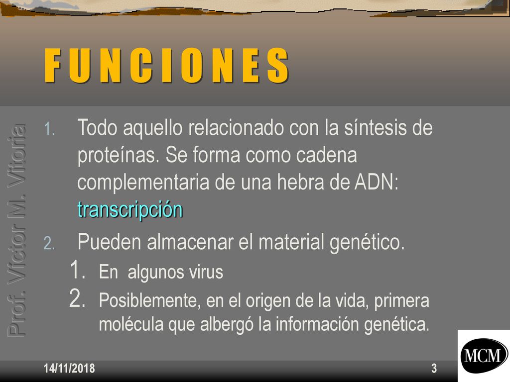 F U N C I O N E S Todo aquello relacionado con la síntesis de proteínas. Se forma como cadena complementaria de una hebra de ADN: transcripción.