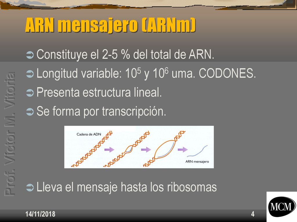 ARN mensajero (ARNm) Constituye el 2-5 % del total de ARN.