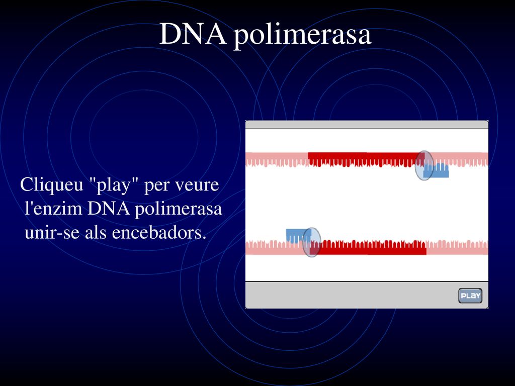DNA polimerasa Cliqueu play per veure l enzim DNA polimerasa unir-se als encebadors.