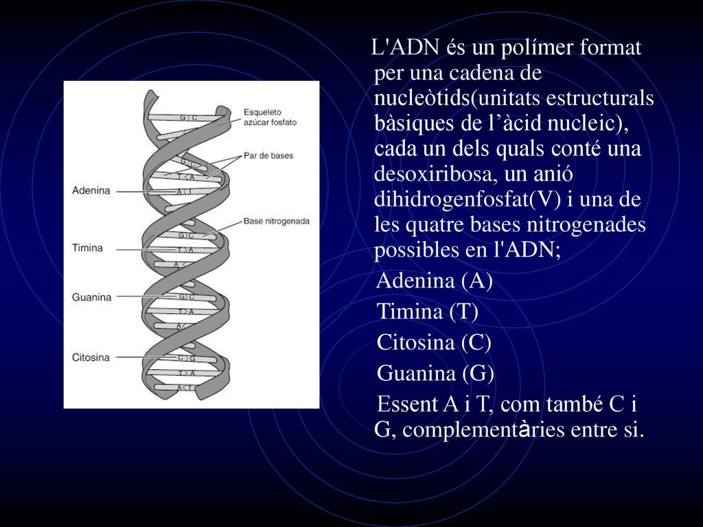 L ADN és un polímer format per una cadena de nucleòtids(unitats estructurals bàsiques de l’àcid nucleic), cada un dels quals conté una desoxiribosa, un anió dihidrogenfosfat(V) i una de les quatre bases nitrogenades possibles en l ADN;