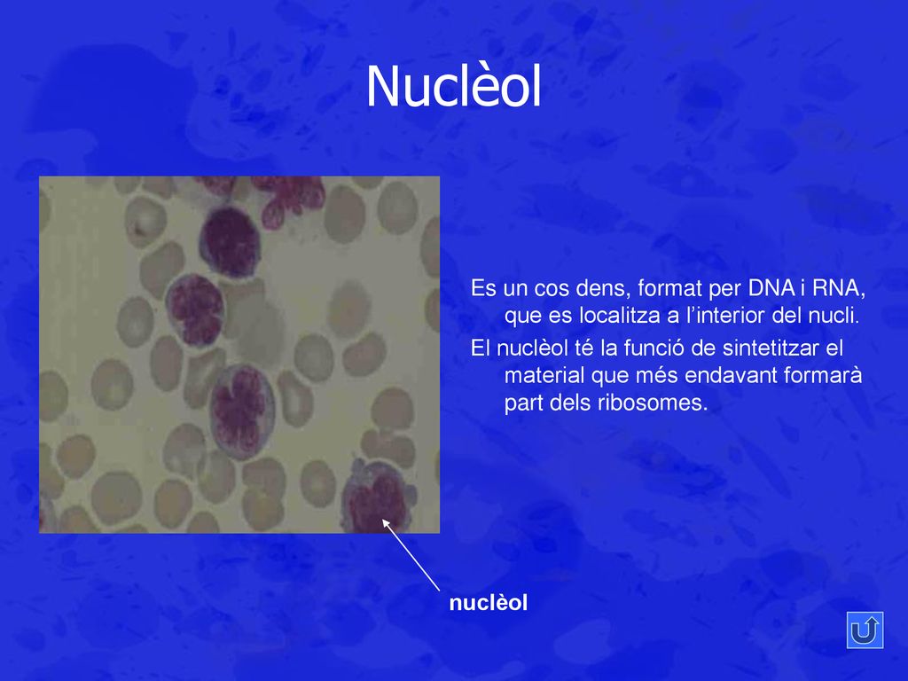 Nuclèol Es un cos dens, format per DNA i RNA, que es localitza a l’interior del nucli.