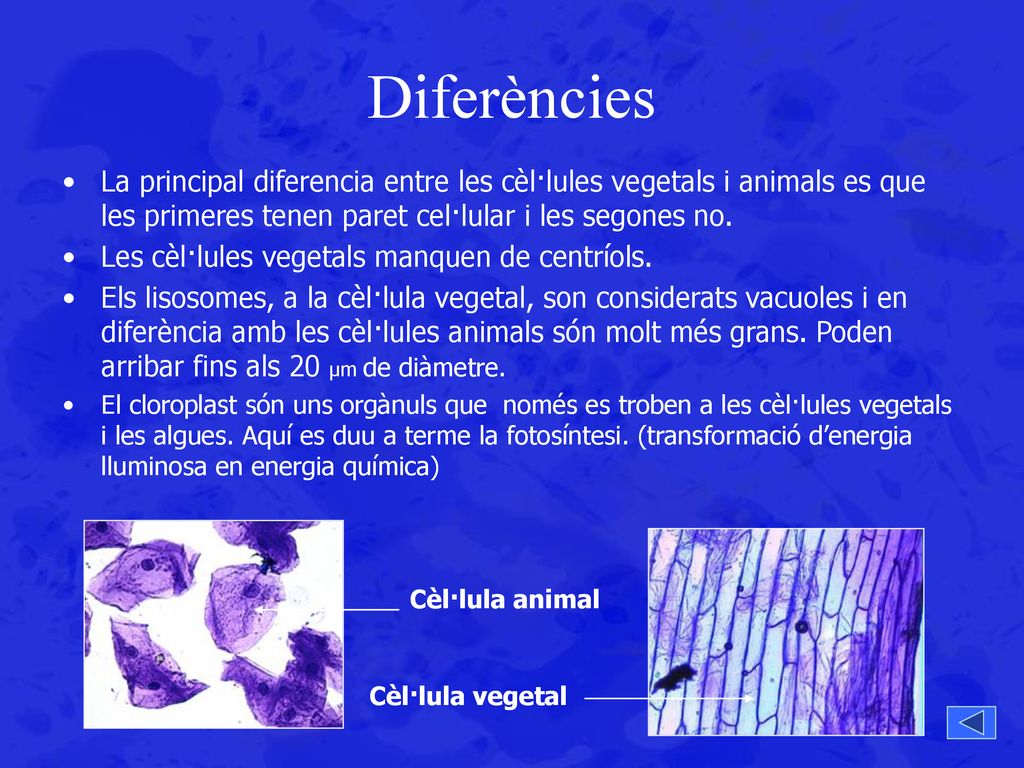 Diferències La principal diferencia entre les cèl·lules vegetals i animals es que les primeres tenen paret cel·lular i les segones no.