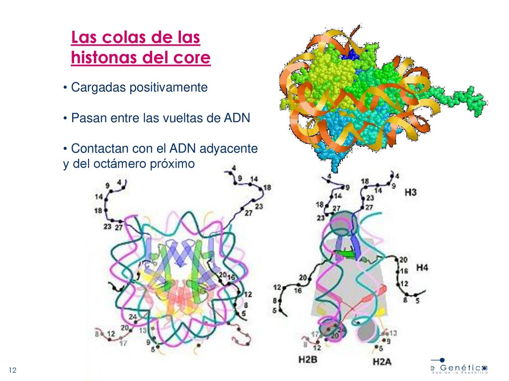 Las colas de las histonas del core