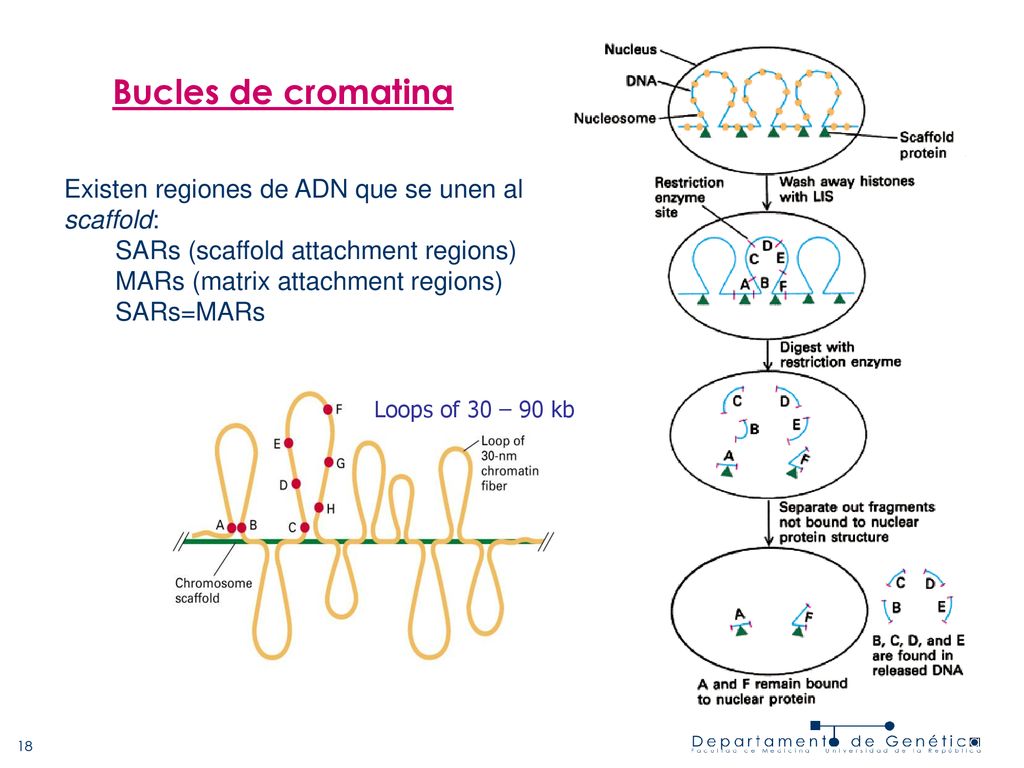 Bucles de cromatina Existen regiones de ADN que se unen al scaffold: