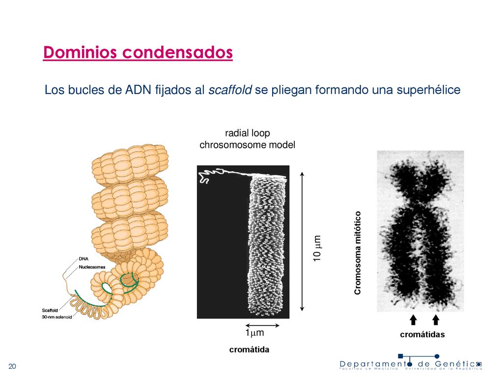 Dominios condensados Los bucles de ADN fijados al scaffold se pliegan formando una superhélice. radial loop.