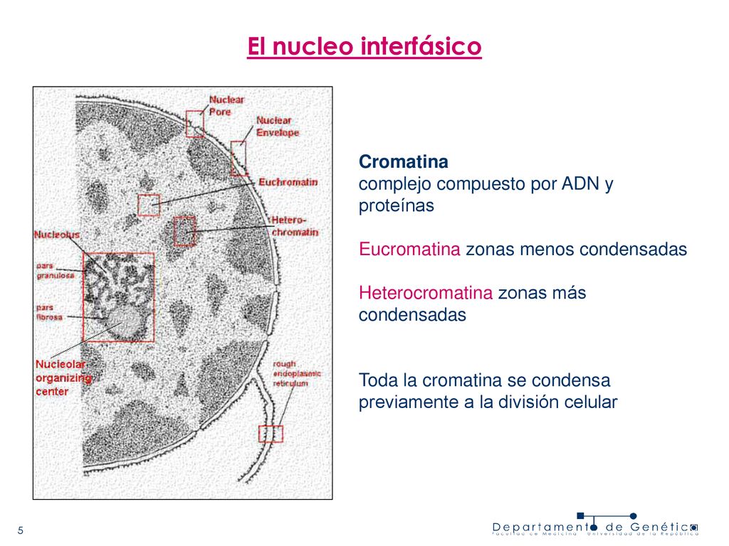 El nucleo interfásico Cromatina complejo compuesto por ADN y proteínas