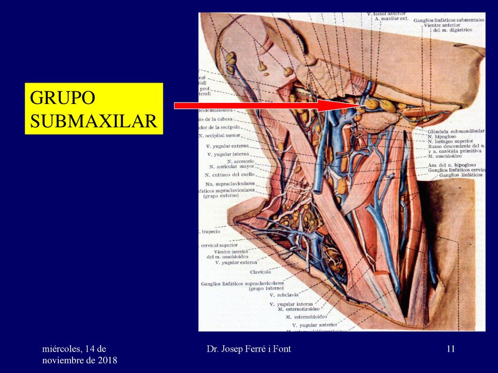 GRUPO SUBMAXILAR. miércoles, 14 de noviembre de 2018miércoles, 14 de noviembre de