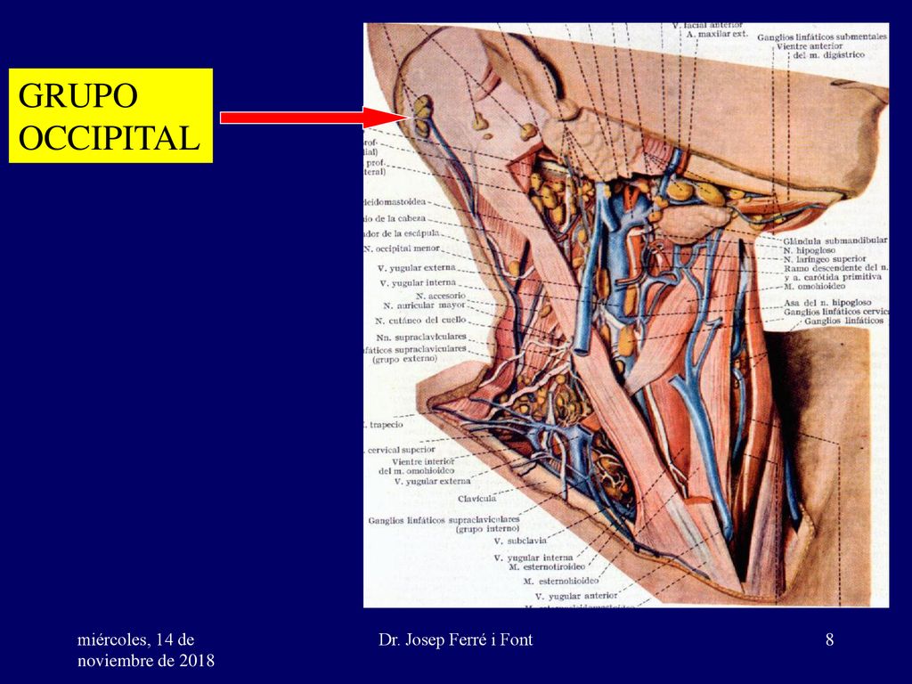 GRUPO OCCIPITAL. miércoles, 14 de noviembre de 2018miércoles, 14 de noviembre de