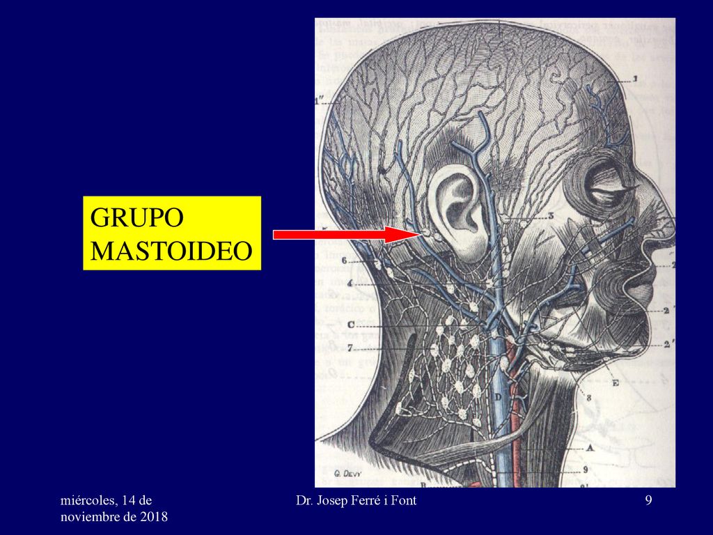 GRUPO MASTOIDEO. miércoles, 14 de noviembre de 2018miércoles, 14 de noviembre de