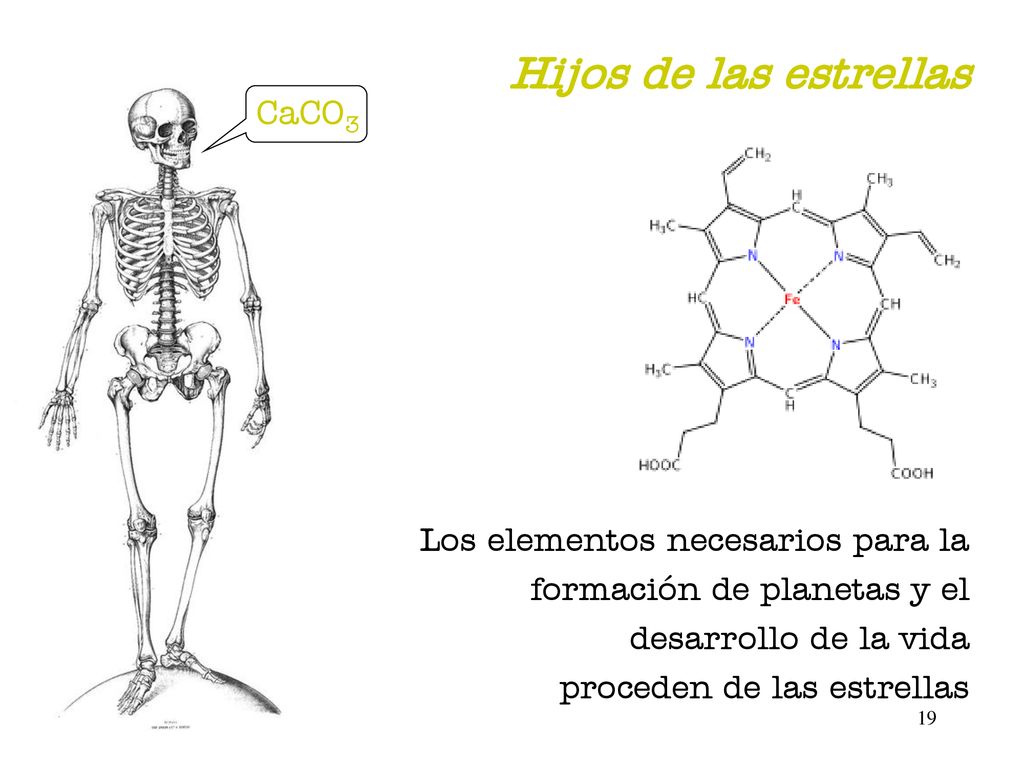 Hijos de las estrellas CaCO3 Los elementos necesarios para la