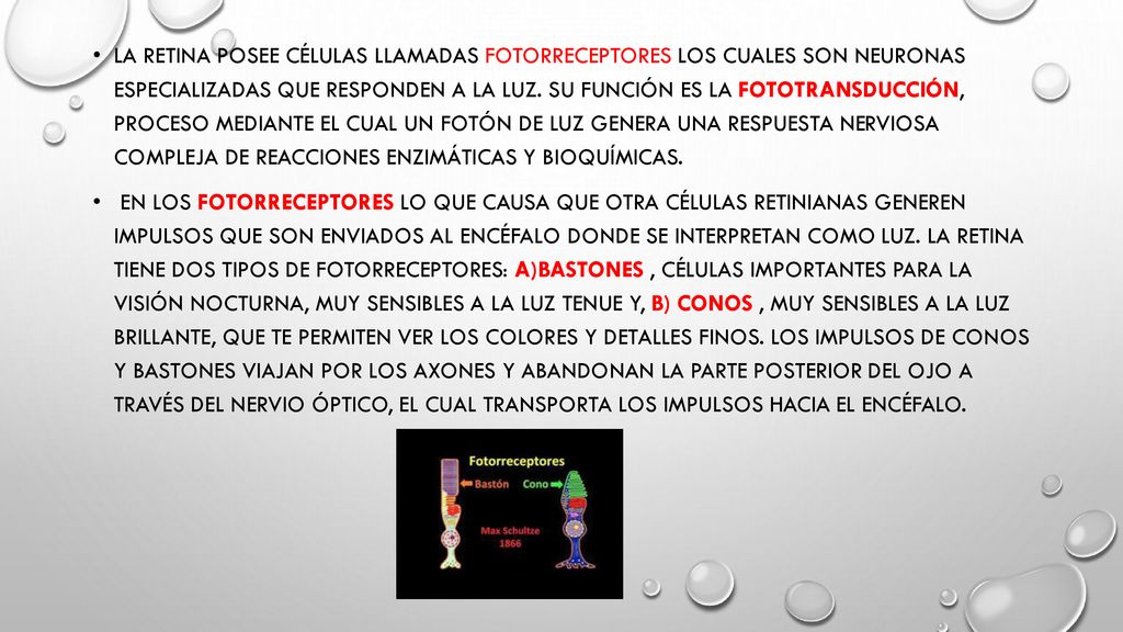 La retina posee células llamadas fotorreceptores los cuales son neuronas especializadas que responden a la luz. Su función es la fototransducción, proceso mediante el cual un fotón de luz genera una respuesta nerviosa compleja de reacciones enzimáticas y bioquímicas.