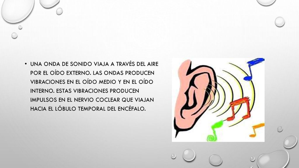 Una onda de sonido viaja a través del aire por el oído externo