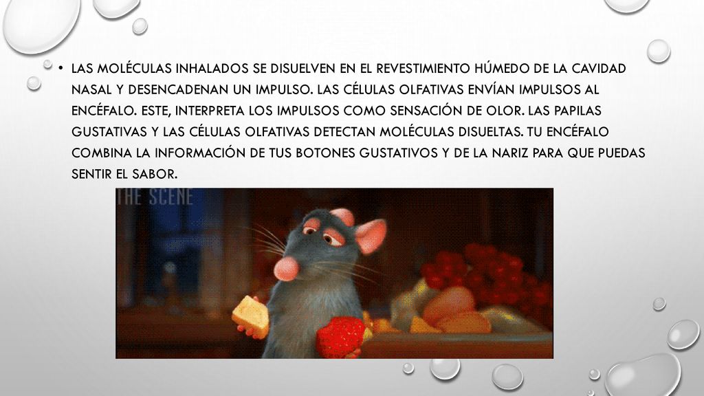 Las moléculas inhalados se disuelven en el revestimiento húmedo de la cavidad nasal y desencadenan un impulso.