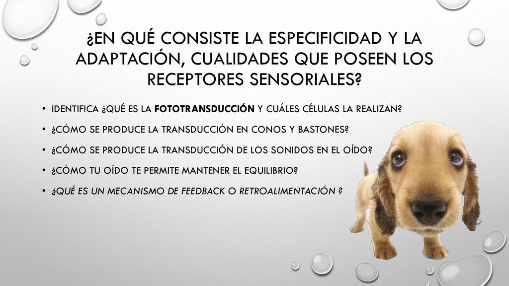 ¿En qué consiste la especificidad y la adaptación, cualidades que poseen los receptores sensoriales