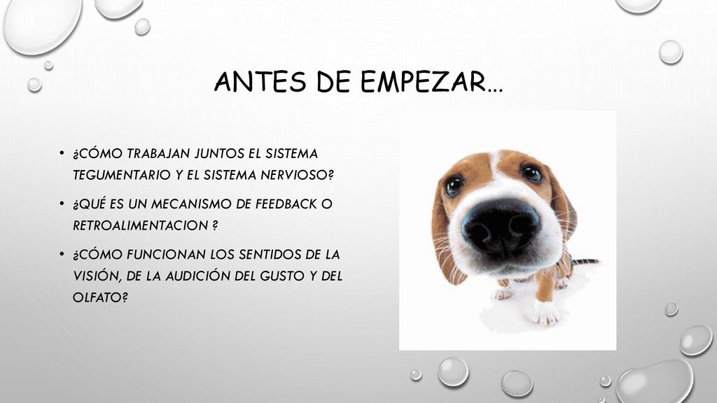 Antes de empezar… ¿Cómo trabajan juntos el sistema tegumentario y el sistema nervioso ¿Qué es un mecanismo de feedback o retroalimentacion