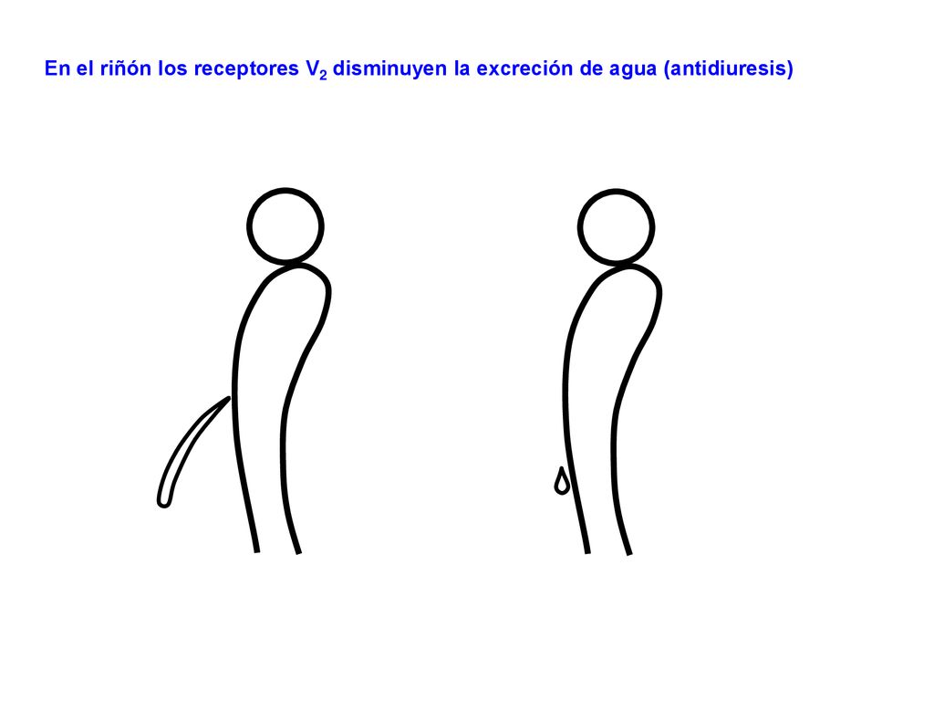 En el riñón los receptores V2 disminuyen la excreción de agua (antidiuresis)