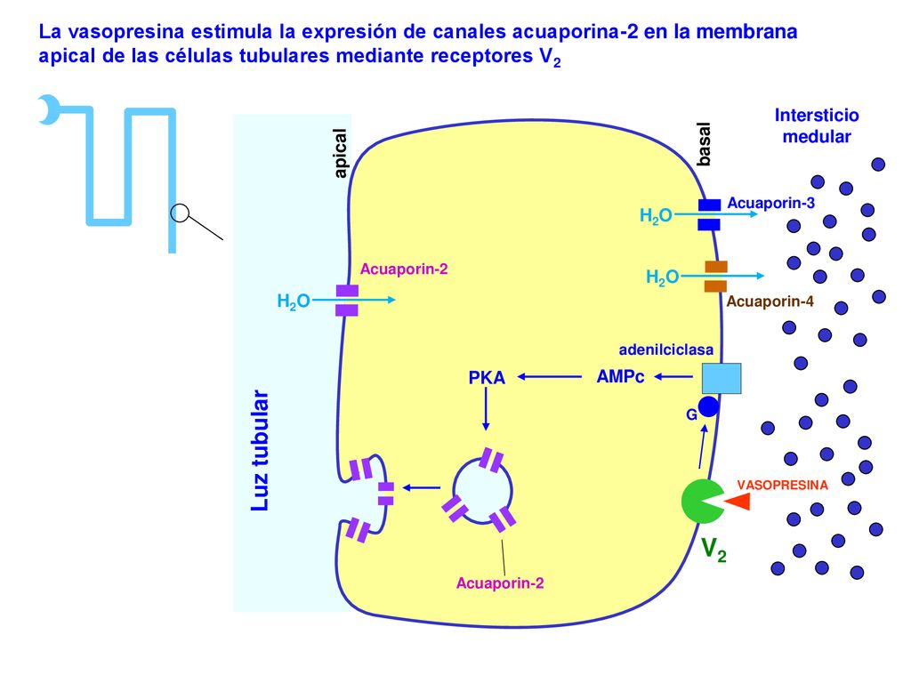 La vasopresina estimula la expresión de canales acuaporina-2 en la membrana apical de las células tubulares mediante receptores V2