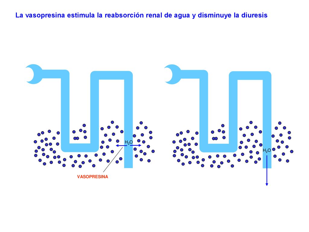 La vasopresina estimula la reabsorción renal de agua y disminuye la diuresis