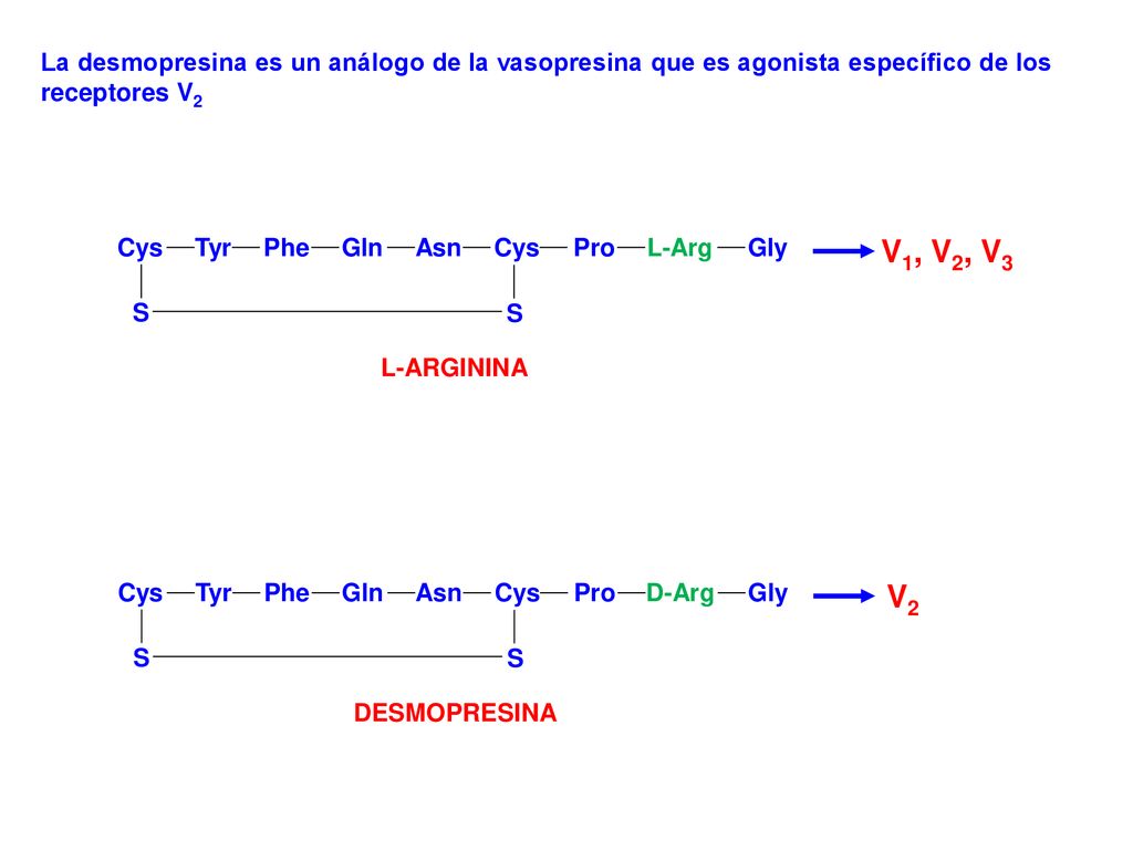 La desmopresina es un análogo de la vasopresina que es agonista específico de los receptores V2