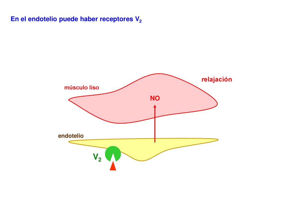 V2 En el endotelio puede haber receptores V2 relajación NO