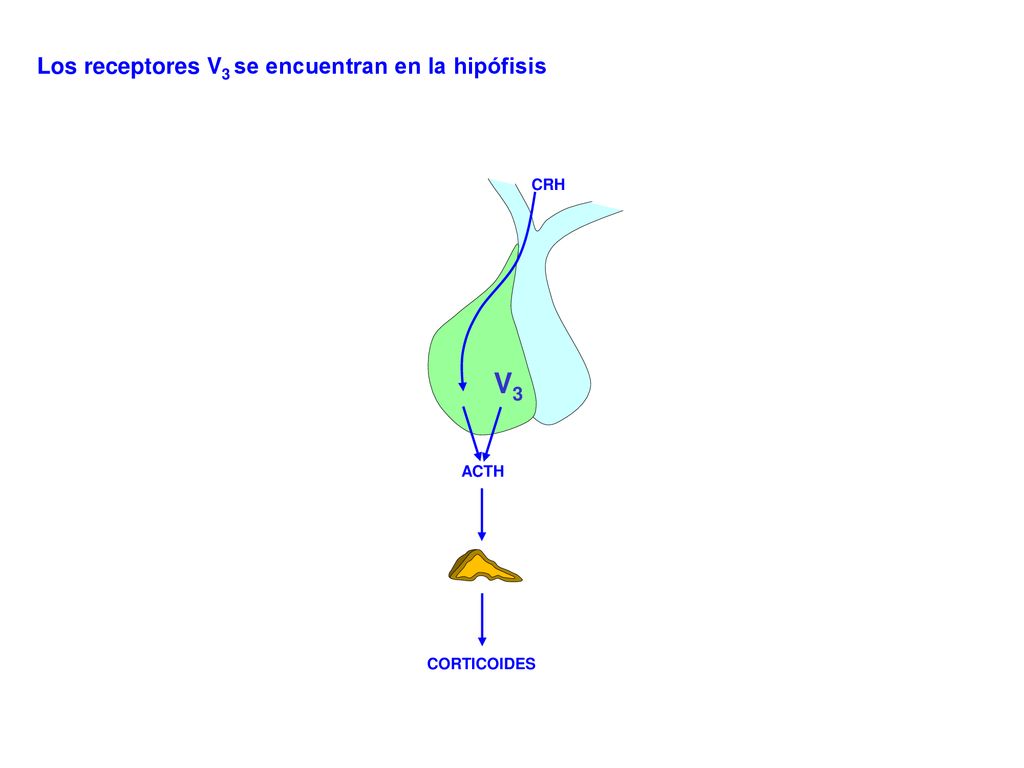 V3 Los receptores V3 se encuentran en la hipófisis