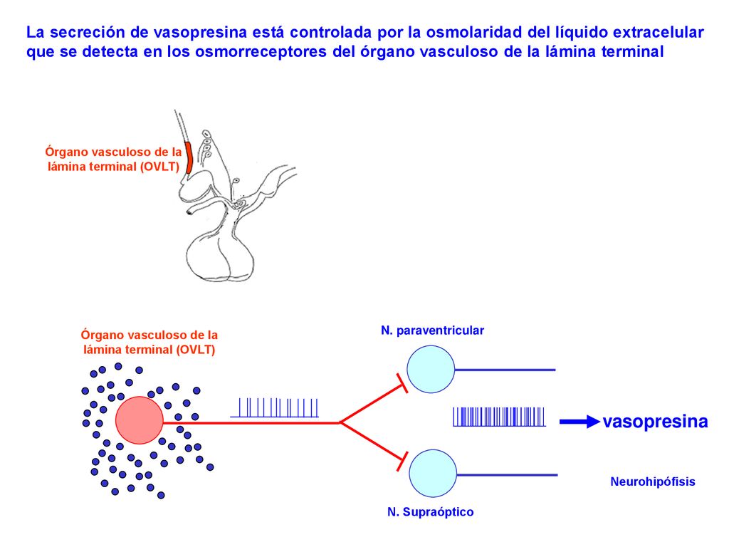 La secreción de vasopresina está controlada por la osmolaridad del líquido extracelular que se detecta en los osmorreceptores del órgano vasculoso de la lámina terminal