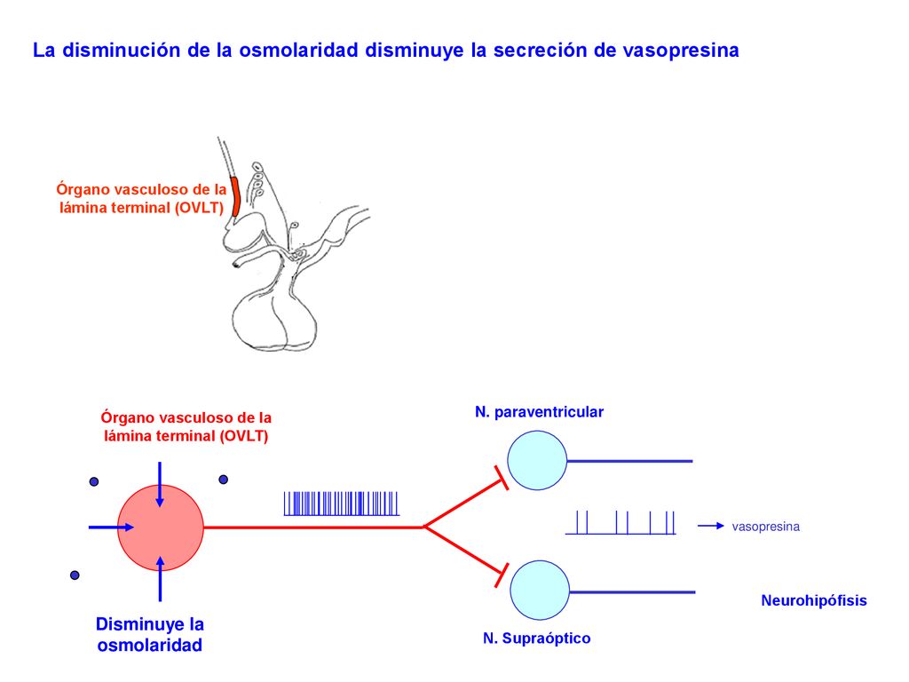 La disminución de la osmolaridad disminuye la secreción de vasopresina