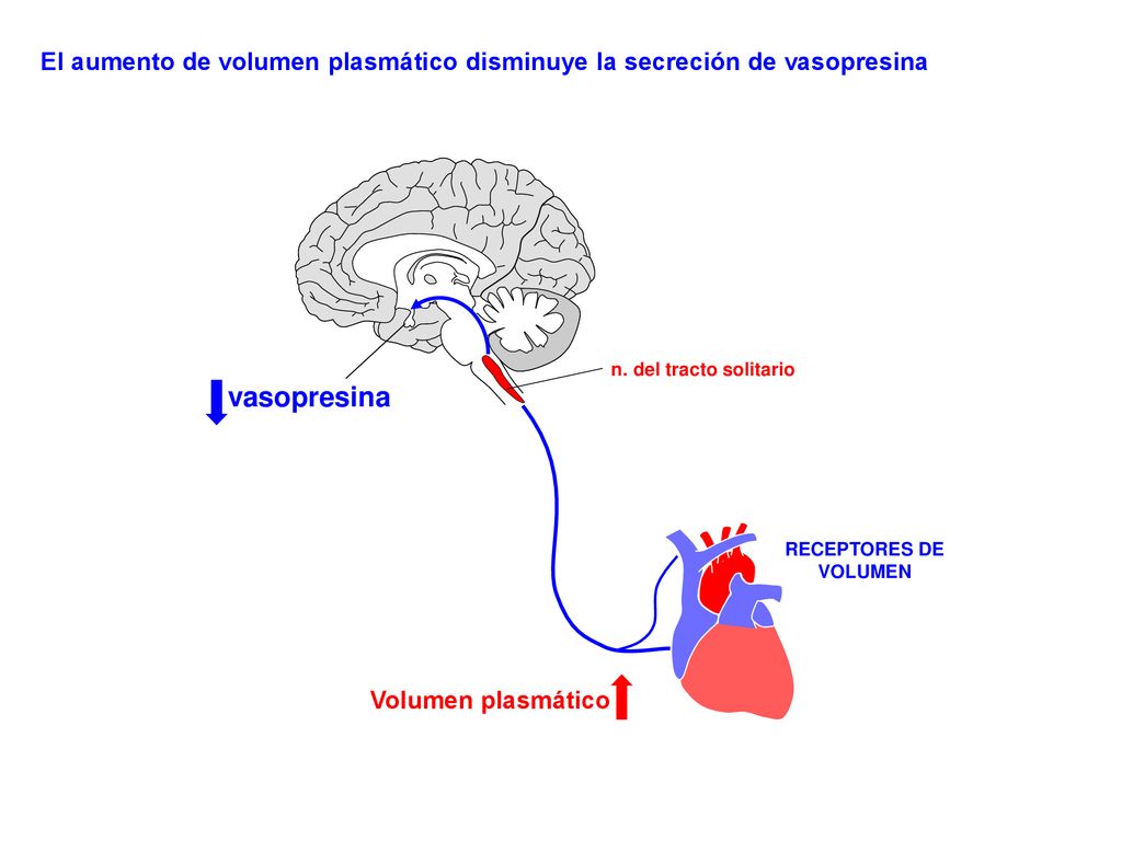El aumento de volumen plasmático disminuye la secreción de vasopresina