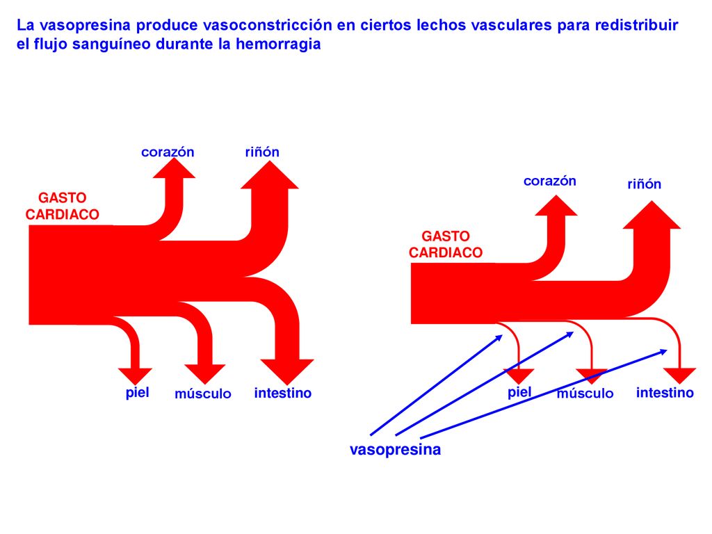 La vasopresina produce vasoconstricción en ciertos lechos vasculares para redistribuir el flujo sanguíneo durante la hemorragia