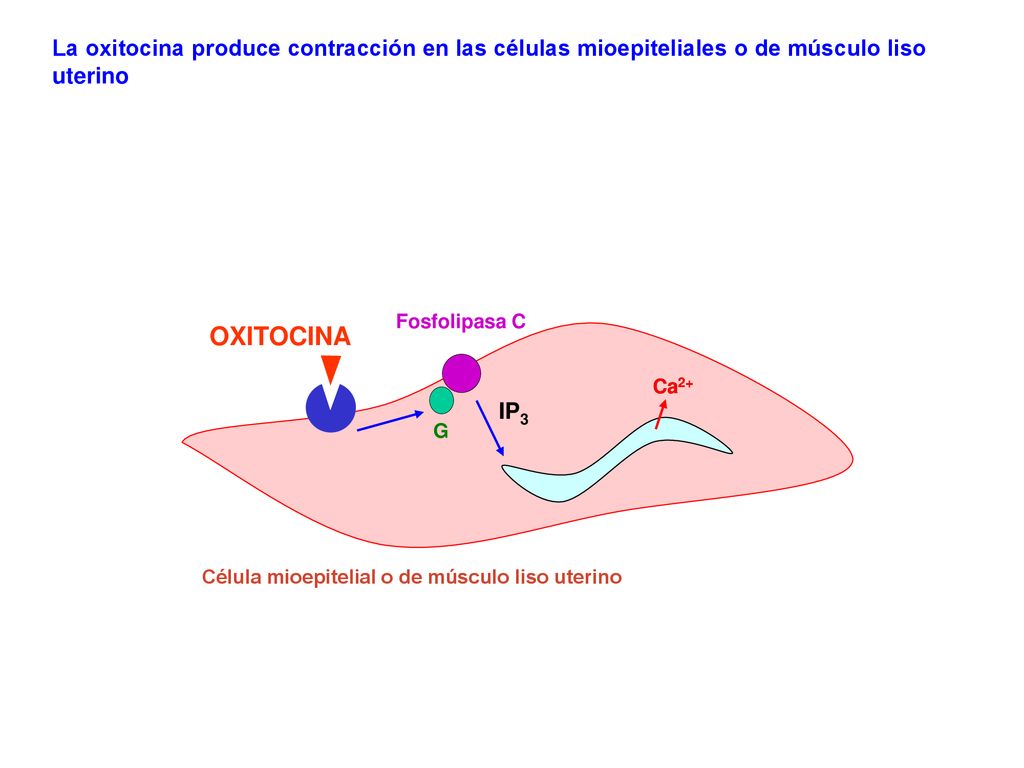 La oxitocina produce contracción en las células mioepiteliales o de músculo liso uterino