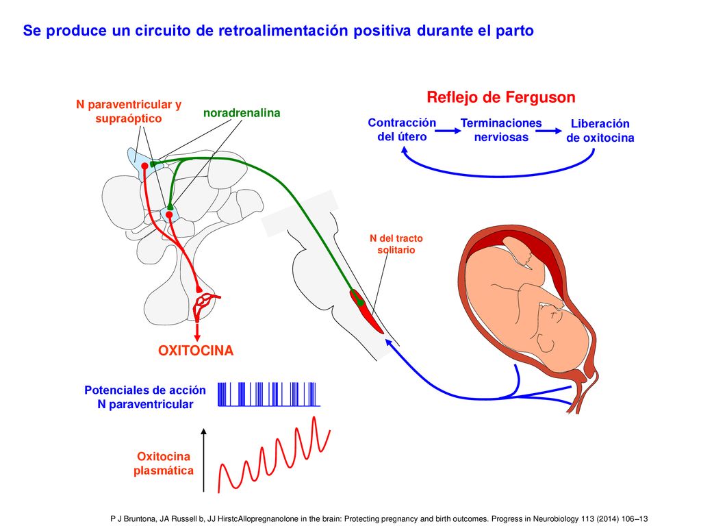 Se produce un circuito de retroalimentación positiva durante el parto