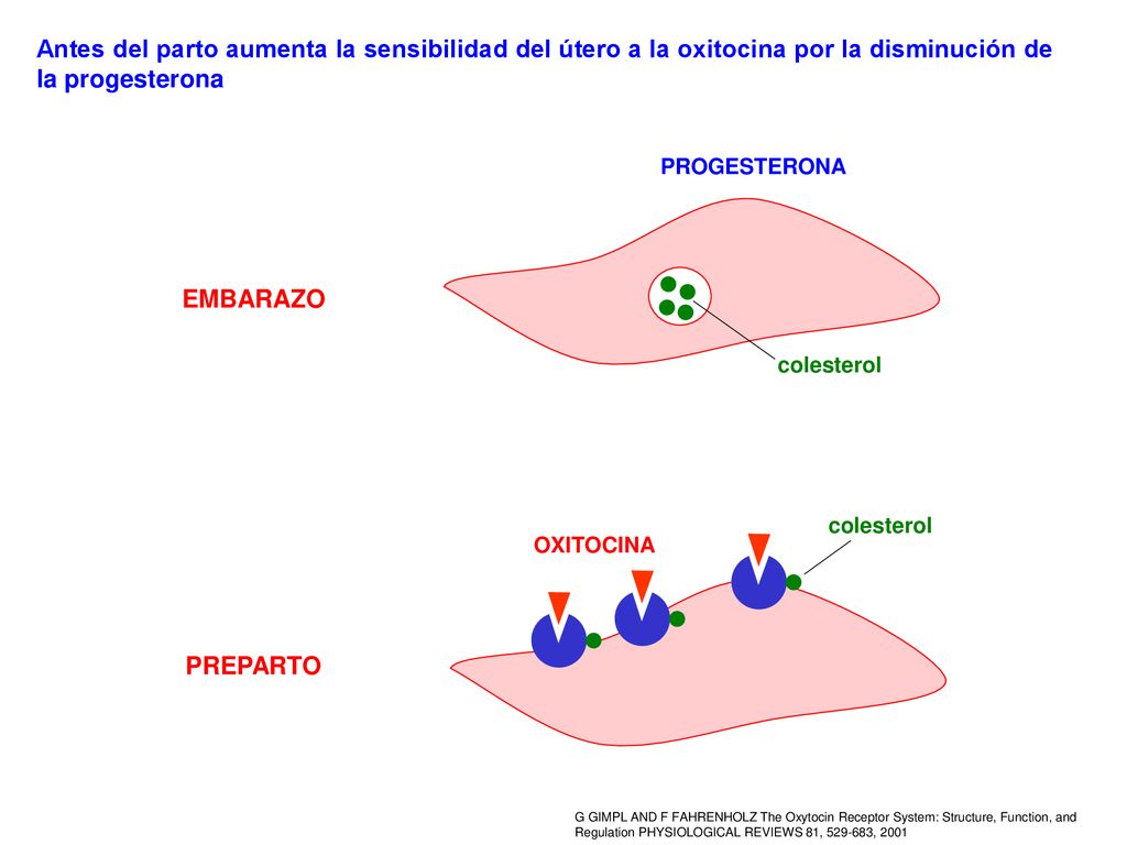 Antes del parto aumenta la sensibilidad del útero a la oxitocina por la disminución de la progesterona