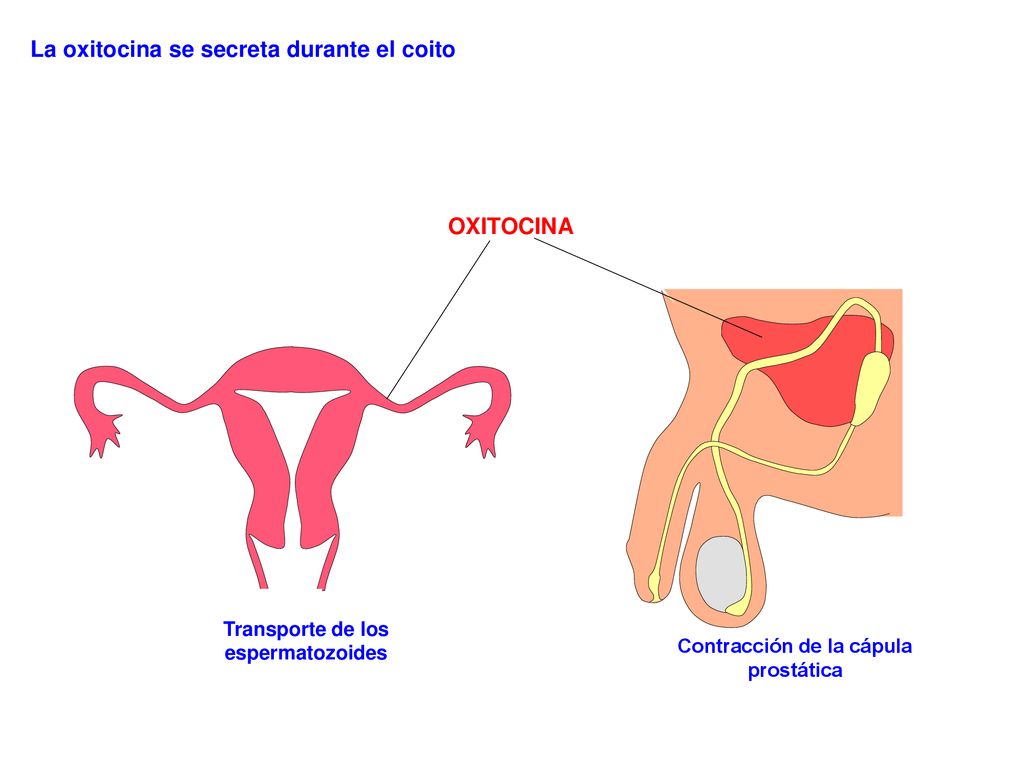 Transporte de los espermatozoides Contracción de la cápula prostática