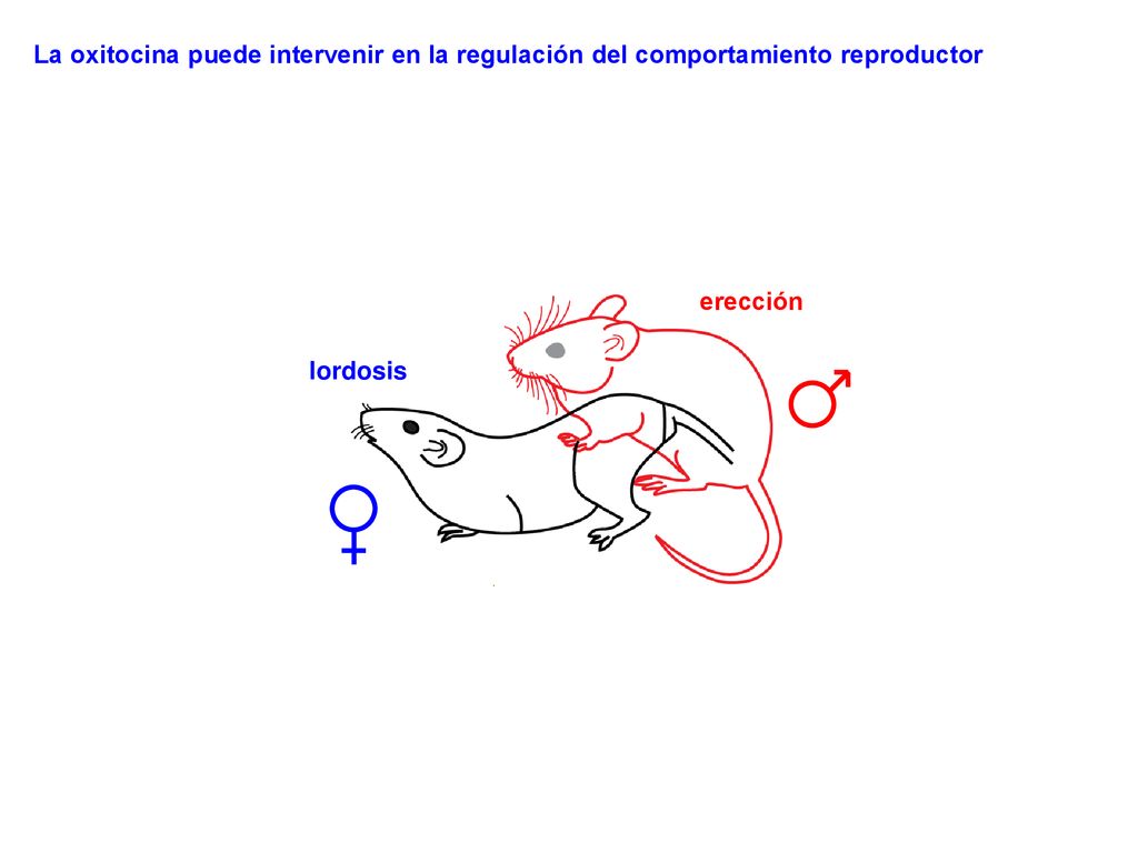 La oxitocina puede intervenir en la regulación del comportamiento reproductor