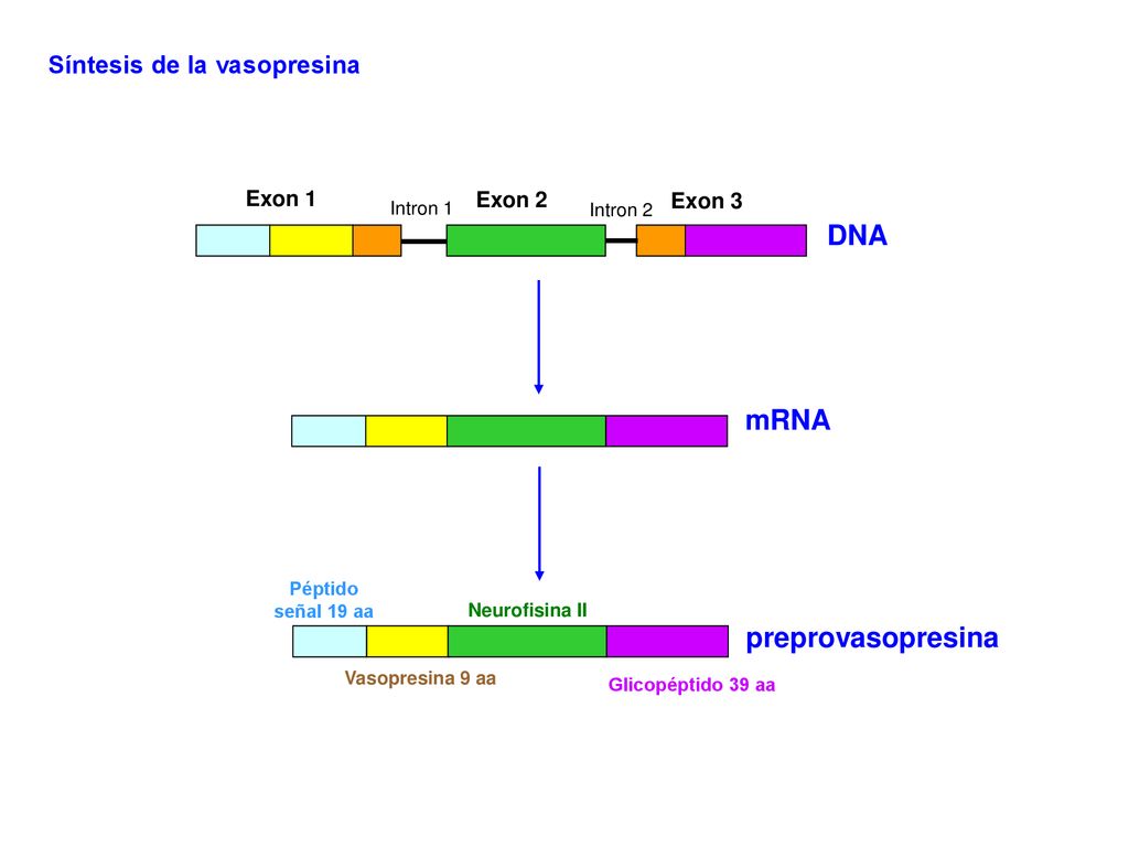 DNA mRNA preprovasopresina Síntesis de la vasopresina Exon 1 Exon 2