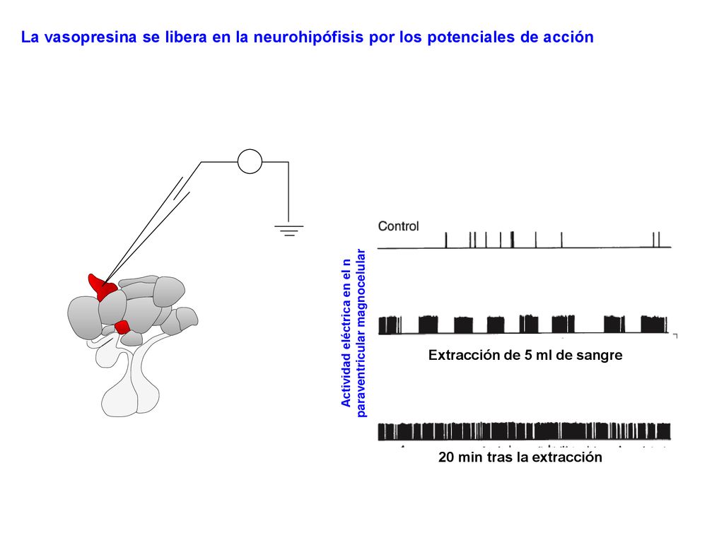 La vasopresina se libera en la neurohipófisis por los potenciales de acción