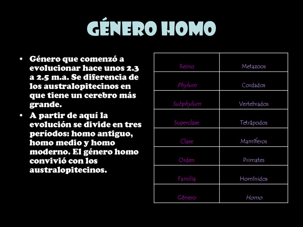 Género Homo Género que comenzó a evolucionar hace unos 2.3 a 2.5 m.a. Se diferencia de los australopitecinos en que tiene un cerebro más grande.