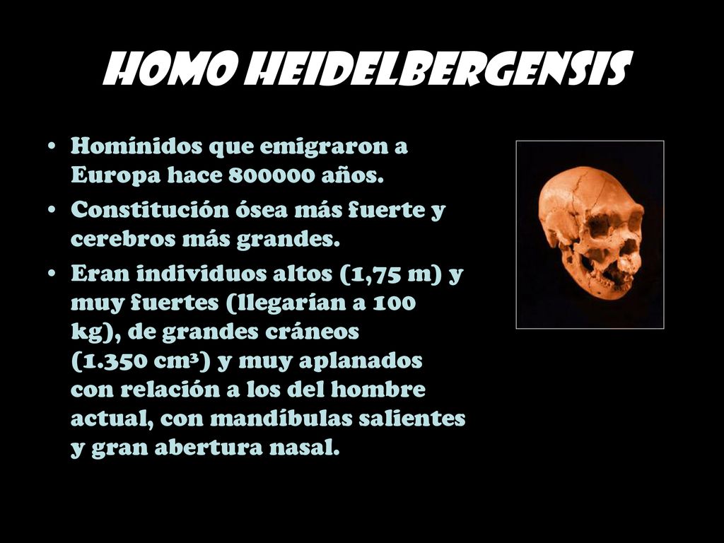 Homo heidelbergensis Homínidos que emigraron a Europa hace años. Constitución ósea más fuerte y cerebros más grandes.