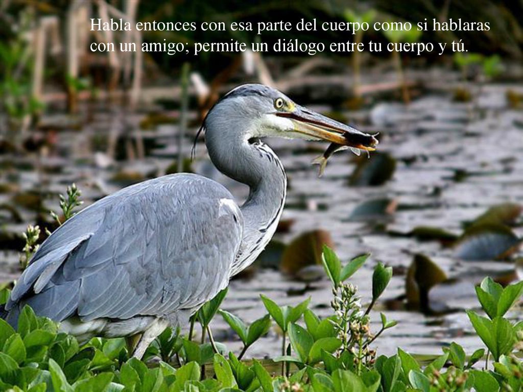 Habla entonces con esa parte del cuerpo como si hablaras con un amigo; permite un diálogo entre tu cuerpo y tú.