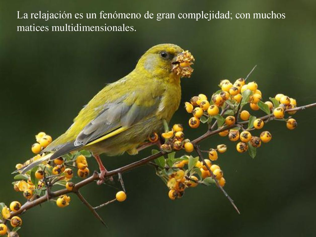 La relajación es un fenómeno de gran complejidad; con muchos matices multidimensionales.