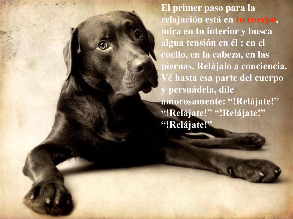 El primer paso para la relajación está en tu cuerpo, mira en tu interior y busca algua tensión en él : en el cuello, en la cabeza, en las piernas.
