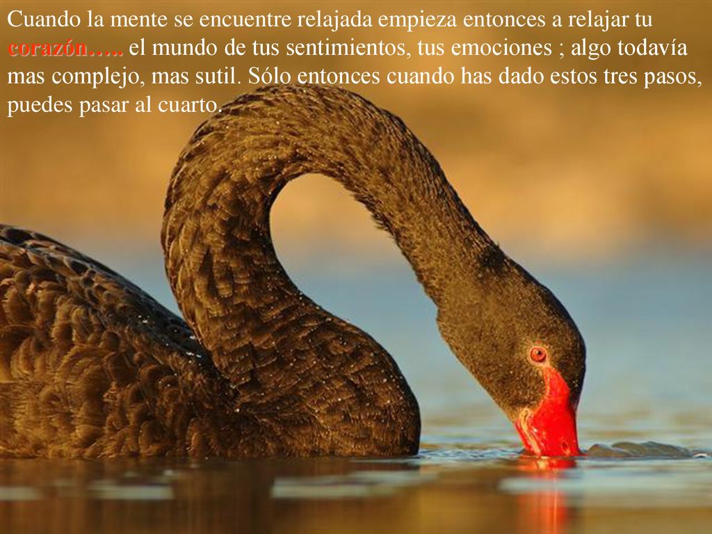 Cuando la mente se encuentre relajada empieza entonces a relajar tu corazón…..