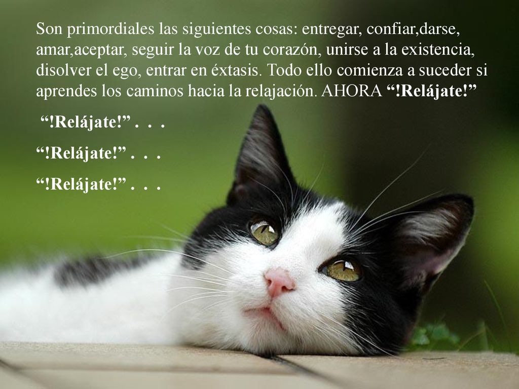 Son primordiales las siguientes cosas: entregar, confiar,darse, amar,aceptar, seguir la voz de tu corazón, unirse a la existencia, disolver el ego, entrar en éxtasis. Todo ello comienza a suceder si aprendes los caminos hacia la relajación. AHORA !Relájate!