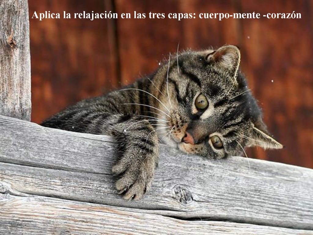 Aplica la relajación en las tres capas: cuerpo-mente -corazón